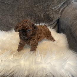 Cooper - Sable male Poodle puppy in Plano, Texas from Dogs lovers