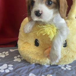 Cavalier King Charles Spaniel Puppies from Christina’s Cavaliers