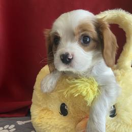 Cavalier King Charles Spaniel Puppies from Christina’s Cavaliers