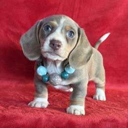 Wayde - Fawn (isabella) and cream male Dachshund puppy in Lincoln, Arkansas from Red Dirt Dachshunds