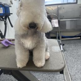 Bunny - Bedlington Terrier