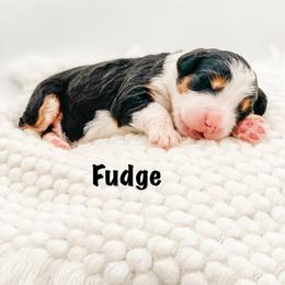 Fudge - Tri-color male Bernedoodle puppy in Hudson, Indiana from TurkeyCreek-K9
