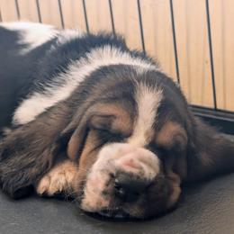 Chad- Blue Collar - Black tan and white male Basset Hound puppy in Duchesne, Utah from HI Desert Hounds
