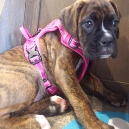 Boxer Puppies from SmashBox Kennel