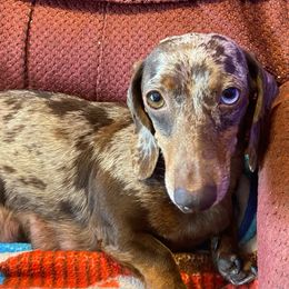 Chloe - Dachshund