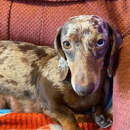 Chloe - Dachshund