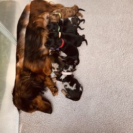 Dachshund Puppies from Royalty Grove Dachshunds