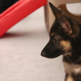 Shiloh Shepherd Puppies from Solace Shilohs