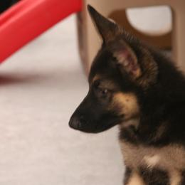 Shiloh Shepherd Puppies from Solace Shilohs