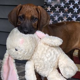 Boy 7 - male Rhodesian Ridgeback puppy in Gaffney, South Carolina from Circle D Farms