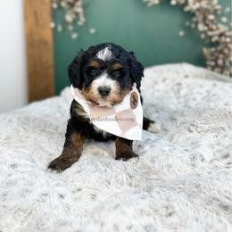 C r e w - Tri-color male Bernedoodle puppy in Cedar City, Utah from Cedar Doodles- Home of the Teddybear Goldendoodle