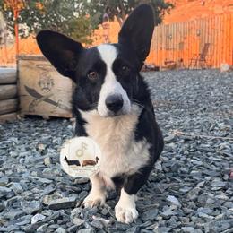 Quinnie - Cardigan Welsh Corgi