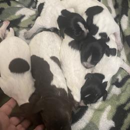 Boy 7 - male German Shorthaired Pointer puppy in Hardeman County, Tennessee from Howell Farm GSP