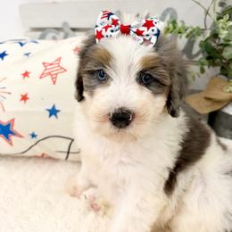 Miss America - Merle female Bernedoodle puppy in Hegins, Pennsylvania from Bubbling Springs Doodles, LLC