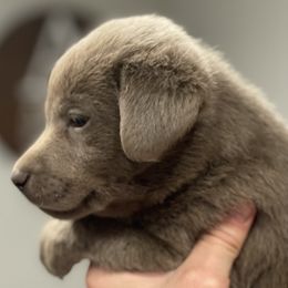 Dilute Retriever Puppies from Summer Lovin’ Labradors of Southern