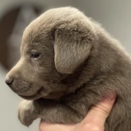 Dilute Retriever Puppies from Summer Lovin’ Labradors of Southern