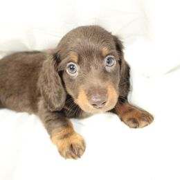 Dachshund Puppies from Mulberry Dachshunds