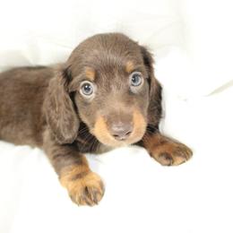 Dachshund Puppies from Mulberry Dachshunds