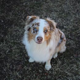 Opie - Miniature Australian Shepherd