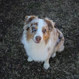 Opie - Miniature Australian Shepherd