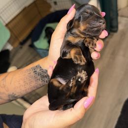 Freddie - Black and tan female Dachshund puppy in Beaumont, California from Seleners Wieners