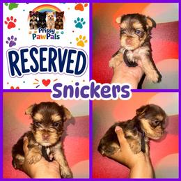Snickers - Chocolate, tan and white female Yorkshire Terrier puppy in Flowood, Mississippi from Prissy PawPals