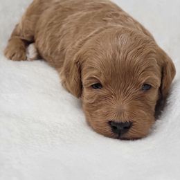 Goldendoodle Puppies from Lake Village Doodles