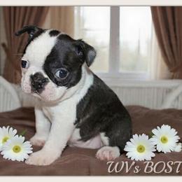 Gracie - Black and white female Boston Terrier puppy in North Central, Vermont from Windy Valley’s Bostons