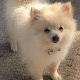 Mal-Shis, Pomeranians, Shih Tzus, and Yorkshire Terriers from Gibbs Gorgeous Paws LLC