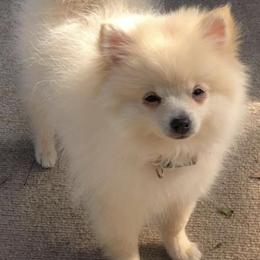 Mal-Shis, Pomeranians, Shih Tzus, and Yorkshire Terriers from Gibbs Gorgeous Paws LLC