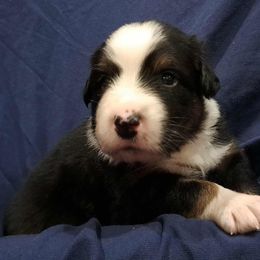 Australian Shepherd Puppies from Persimmon Creek Farm