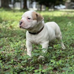 MK - White and brown American Bulldog puppy in Pace, Florida from Genesis American Bulldogs