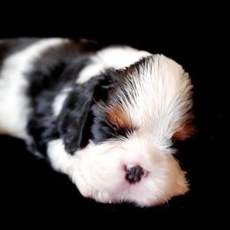 Cavalier King Charles Spaniel Puppies from McKenna Cavaliers