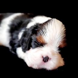 Cavalier King Charles Spaniel Puppies from McKenna Cavaliers