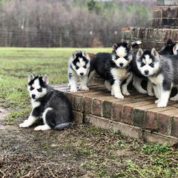 Siberian Husky Puppies from Kaia Reyne Husky's