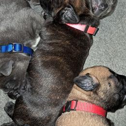 Girl 2 - Black brindle female Cane Corso puppy in Clarksburg, West Virginia from West By God Virginia Cane Corso