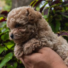 Milo - Cream male Poodle puppy in Cisco, Texas from Southern Girls Poodles