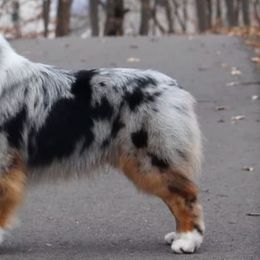 Australian Shepherds from Diamar