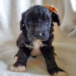 Poppy - Black female Sheepadoodle puppy in Bellevue, Iowa from Fluffy Wonders Poms and Doodles