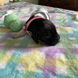 Girl 3 - Liver and white female German Shorthaired Pointer puppy in Garland, North Carolina from Echo Acres Farm