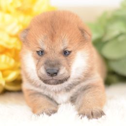 Hank -FULL REGISTRATION INCLUDED- - Red male Shiba Inu puppy in Neosho, Missouri from Kenny Cave K9s