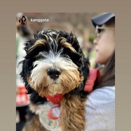 Bernedoodle Puppies from Sweet Pea Bernedoodles