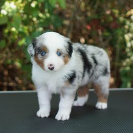 Sandy - Blue merle female Miniature American Shepherd puppy in Kamuela On The Big Island, Hawaii from Royal Hawaiian Aussies LLC