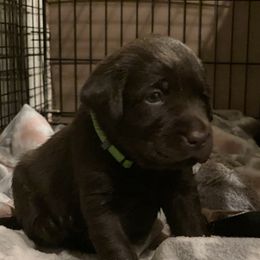 Labrador Retriever Puppies from Spellcast Labradors