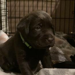 Labrador Retriever Puppies from Spellcast Labradors