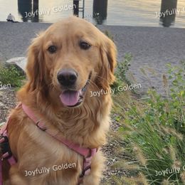 Chloie - Golden Retriever