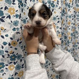 Brown-Mini - Parti female Goldendoodle puppy in Millville, New Jersey from Michelle's Doodles