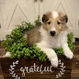 Hopper - Sable merle and white male Collie puppy in Chilhowie, Virginia from Jolly Collies