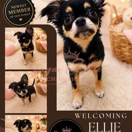 Chihuahua Puppies from Sugar Cookie Chihuahuas