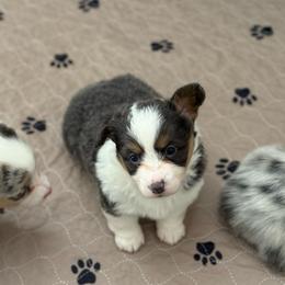 Iris - Fluffy Bluie Tri - Black and tan female American Corgi puppy in Anderson, California from Flying K Corgis